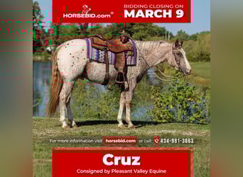 Pony of the Americas, Gelding, 4 years, 14,2 hh, Roan-Red