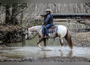 Pony of the Americas, Gelding, 4 years, 14,2 hh, Roan-Red