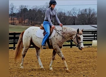 Pony of the Americas, Gelding, 4 years, 14,2 hh, Roan-Red