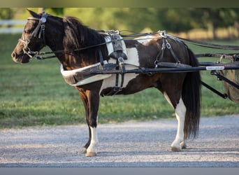 Pony of the Americas, Wallach, 4 Jahre, 9 hh, Tobiano-alle-Farben