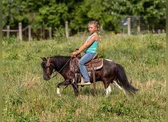 Pony of the Americas, Gelding, 4 years, 9 hh, Tobiano-all-colors