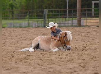 Pony of the Americas Mix, Gelding, 4 years, Pinto