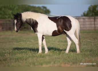 Pony of the Americas, Gelding, 5 years, 10.3 hh, Tobiano-all-colors