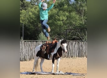 Pony of the Americas, Wallach, 5 Jahre, 10,3 hh, Tobiano-alle-Farben