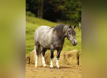 Pony of the Americas, Gelding, 5 years, 11 hh, Grey