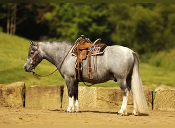 Pony of the Americas, Gelding, 5 years, 11 hh, Grey