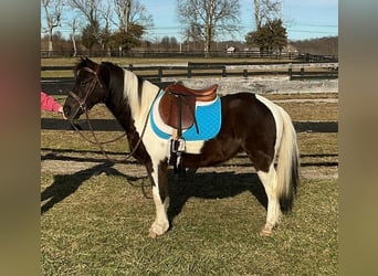 Pony of the Americas, Gelding, 5 years, 12 hh, Tobiano-all-colors