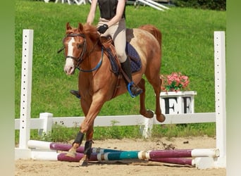 Pony of the Americas, Gelding, 5 years, 13.3 hh, Red Dun