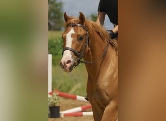 Pony of the Americas, Gelding, 5 years, 13.3 hh, Red Dun