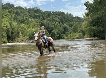 Pony of the Americas, Gelding, 5 years, 13 hh, Buckskin