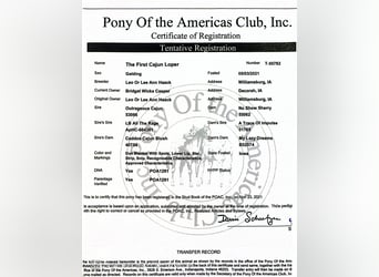 Pony of the Americas, Gelding, 5 years, 13,3 hh, Red Dun