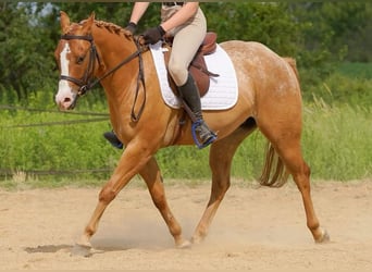 Pony of the Americas, Gelding, 5 years, 13,3 hh, Red Dun