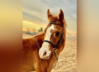 Pony of the Americas, Gelding, 5 years, 13,3 hh, Red Dun