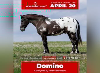 Pony of the Americas Mix, Gelding, 5 years, 14.2 hh, Pinto