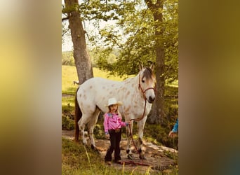 Pony of the Americas, Gelding, 5 years, 14 hh, Buckskin