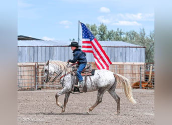 Pony of the Americas, Gelding, 5 years, 14 hh