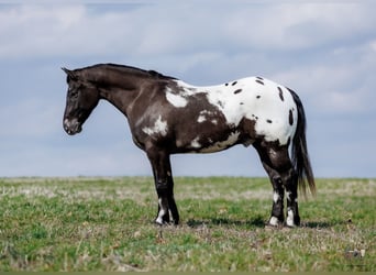 Pony of the Americas Mix, Gelding, 5 years, 14,1 hh, Pinto