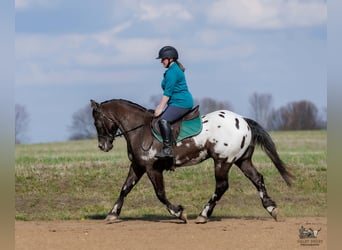 Pony of the Americas Mix, Gelding, 5 years, 14,2 hh, Pinto