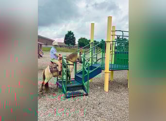 Pony of the Americas, Gelding, 5 years, 9,2 hh, Buckskin