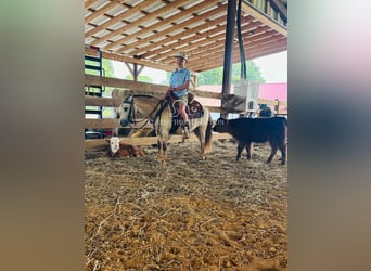 Pony of the Americas, Gelding, 5 years, 9,2 hh, Buckskin