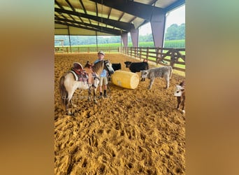Pony of the Americas, Gelding, 5 years, 9,2 hh, Buckskin