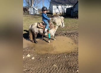 Pony of the Americas, Gelding, 5 years, 9,2 hh, Gray