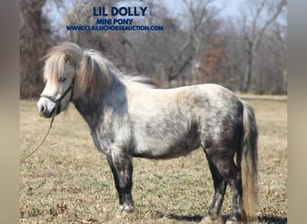 Pony of the Americas, Gelding, 5 years, 9,2 hh, Gray