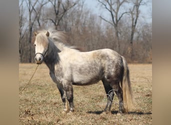 Pony of the Americas, Gelding, 5 years, 9,2 hh, Gray