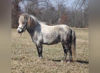 Pony of the Americas, Gelding, 5 years, 9,2 hh, Gray
