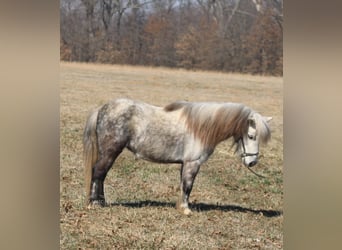 Pony of the Americas, Gelding, 5 years, 9,2 hh, Gray