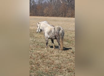 Pony of the Americas, Gelding, 5 years, 9,2 hh, Gray