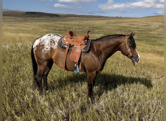 Pony of the Americas, Gelding, 5 years, Bay