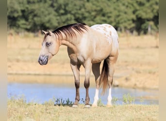 Pony of the Americas, Gelding, 5 years, Buckskin