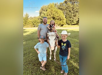 Pony of the Americas, Gelding, 6 years, 10,2 hh, Grey