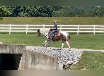 Pony of the Americas, Gelding, 6 years, 12 hh, Bay