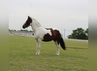 Pony of the Americas, Gelding, 6 years, 12 hh, Bay