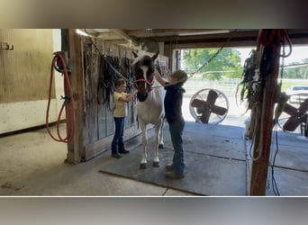 Pony of the Americas, Gelding, 6 years, 12 hh, Bay