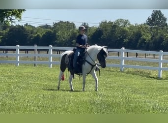 Pony of the Americas, Gelding, 6 years, 12 hh, Bay
