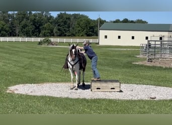Pony of the Americas, Gelding, 6 years, 12 hh, Bay