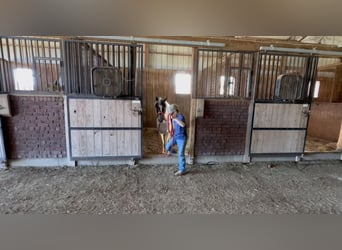 Pony of the Americas, Gelding, 6 years, 12 hh, Bay