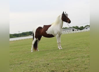 Pony of the Americas, Gelding, 6 years, 12 hh, Bay