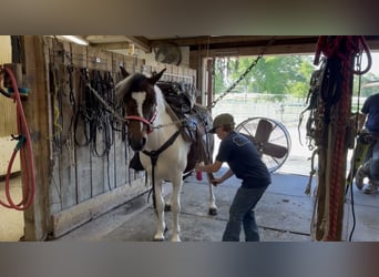 Pony of the Americas, Gelding, 6 years, 12 hh, Bay