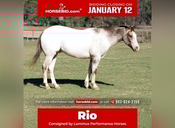 Pony of the Americas, Gelding, 6 years, 13.2 hh, Roan-Red