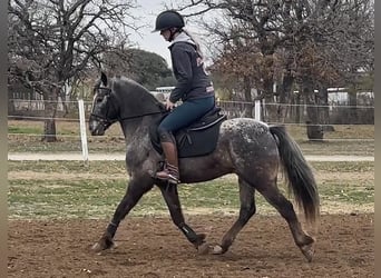 Pony of the Americas, Gelding, 6 years, 13.3 hh, Gray