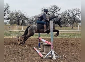 Pony of the Americas, Gelding, 6 years, 13.3 hh, Gray