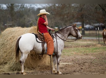 Pony of the Americas, Gelding, 6 years, 13,2 hh, Roan-Red