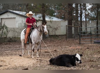 Pony of the Americas, Gelding, 6 years, 13,2 hh
