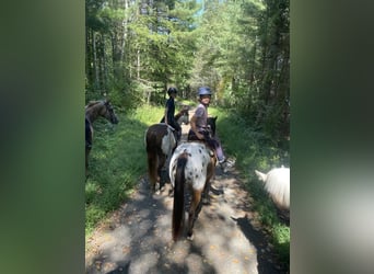 Pony of the Americas, Gelding, 6 years, 14 hh, Bay