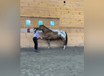 Pony of the Americas, Gelding, 6 years, 14 hh, Bay