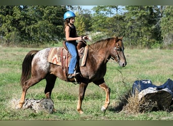 Pony of the Americas, Gelding, 6 years, 14 hh, Roan-Red